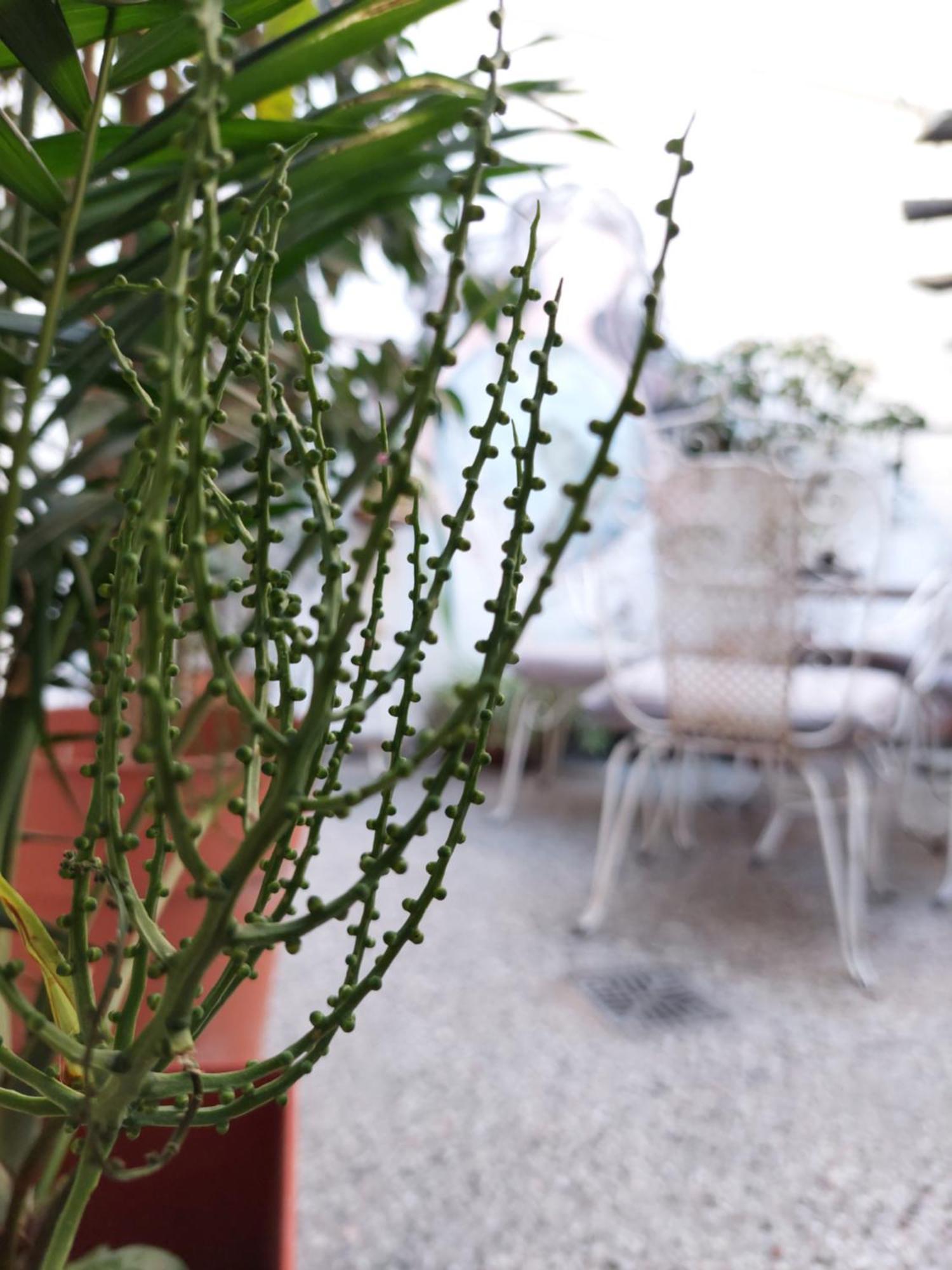 Hostal La Pachamama Сальта Екстер'єр фото